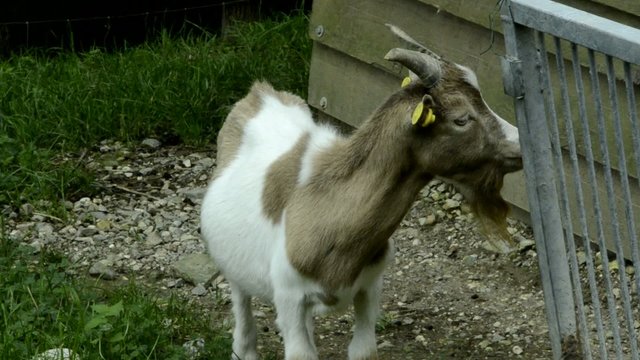 Microchip implant animal Chip subcut&aacute;neo Tierkennzeichnung