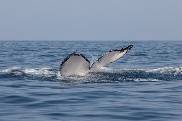 Naklejka premium Whale Fluke