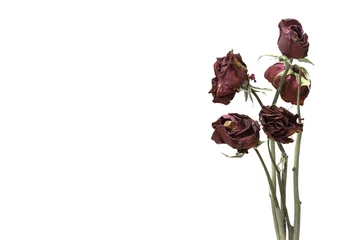 Crédence de cuisine en verre imprimé Roses withered rose