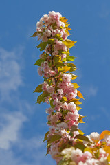 Sakura. Japanese Cherry Bloss