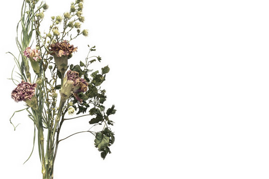 Fototapeta red flower wither