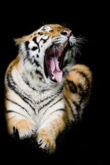 Sumatran Tiger Roaring