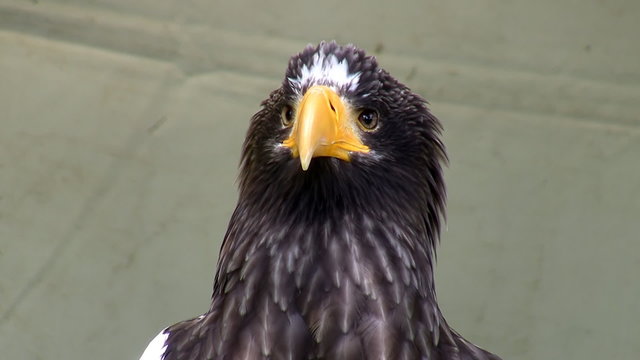 Close up of stellers sea eagle head