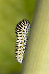 Common yellow swallowtail, Papilio machaon larva on stem