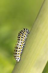 Common yellow swallowtail, Papilio machaon larva on stem