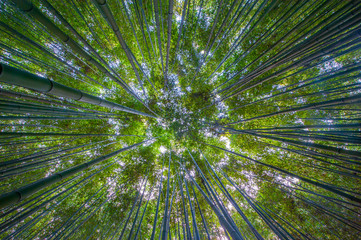 Obraz na płótnie Canvas Shot of bamboo looking up in South Korea
