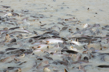 STRIPED CATFISH in the river