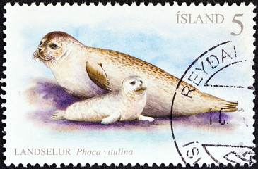 Fototapeta premium Harbor seals (Iceland 2010)