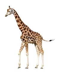 Papier peint photo autocollant rond Girafe giraffe isolated on white background