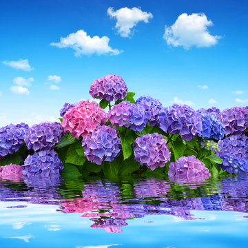 hydrangea flowers on blue sky