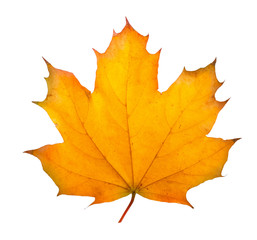 Autumn maple branch with leaves isolated on a white background