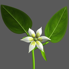 Capsicum flower or Peppers