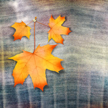 Autumn maple branch with leaves on blue jeans background