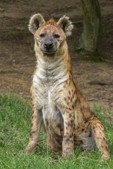 Spotted hyena