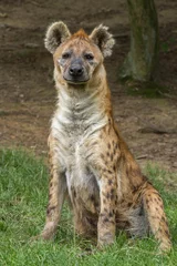 Tuinposter Gevlekte hyena © Pavel Bortel