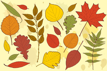 Fototapeta premium autumn leaves vector