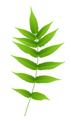 green leaf