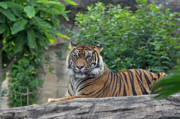 Fototapeta na wymiar スマトラトラ　-Sumatran Tiger-