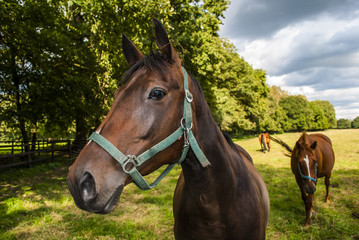 Obraz premium Hanoverian Horse