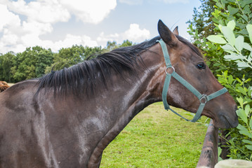Obraz premium Horse eating leaves