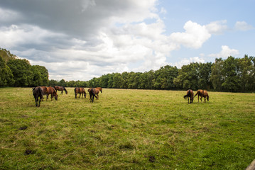 Obraz na płótnie Canvas Grazing Horses