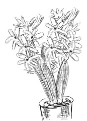 black sketch of hyacinth in pot