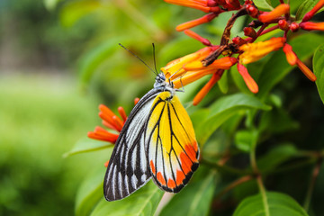 Close up common jezebel butterfly or delias eucharis