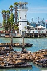 Sea lions on the piers