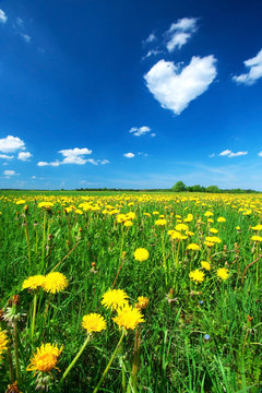 Dandelion field with heart shaped cloud