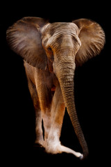 Fototapeta premium African elephant