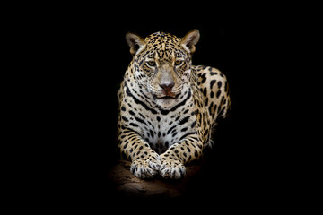 Leopard portrait