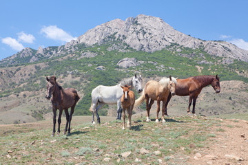 Fototapeta na wymiar wild horses