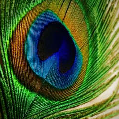 peacock feather close- up