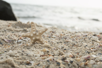 Starfish on the beach