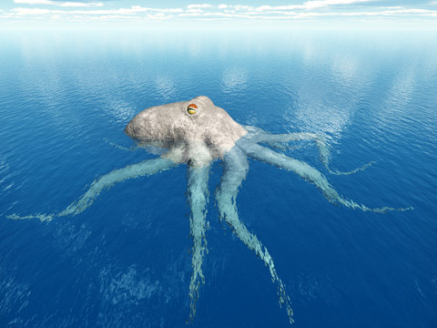 Oktopus auf Tuchfühlung