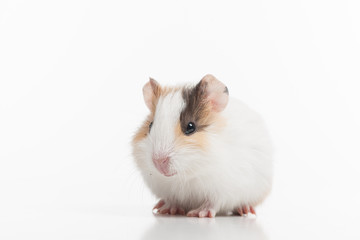 Little funny hamster isolated on white.