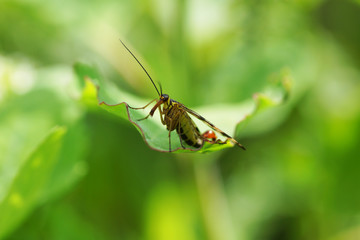 Beetle on a green leaf.