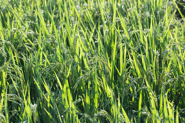Obraz premium Oryza sativa(Rice)