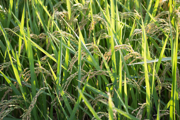 Oryza sativa(Rice)