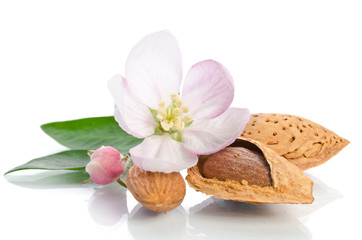 Fototapeta na wymiar Paradise flower with almond nuts isolated on white background
