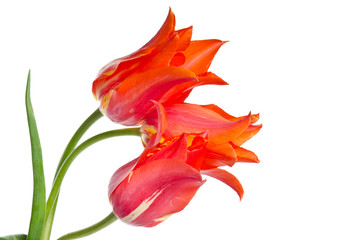 Three beautiful red tulips isolated on white background