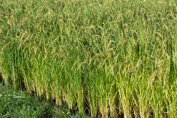 Oryza sativa(Rice)