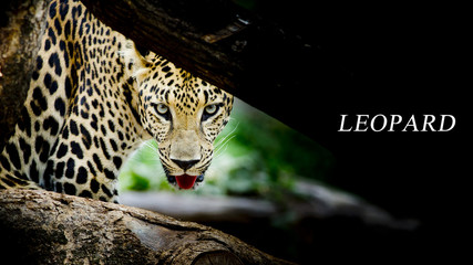 Leopard portrait