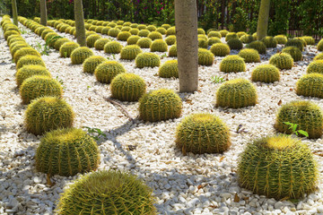 Fototapeta na wymiar Ball cacti plants