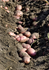 row of potatoes
