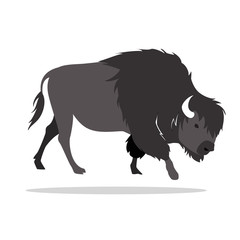 bison