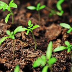 sprout of tomato