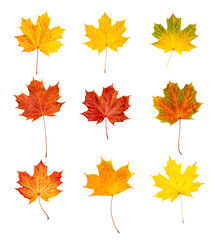 Obraz premium Autumn leaves set