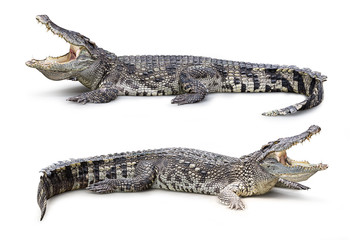 Fototapeta premium Crocodile isolated