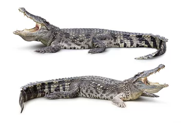 Rolgordijnen Krokodil geïsoleerd © fotoslaz